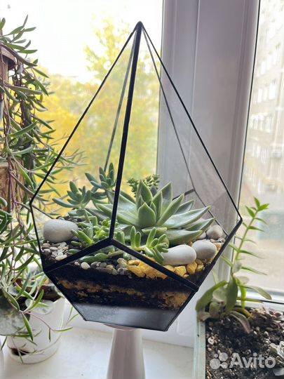 Флорариум. Цветы. Подарок учителю