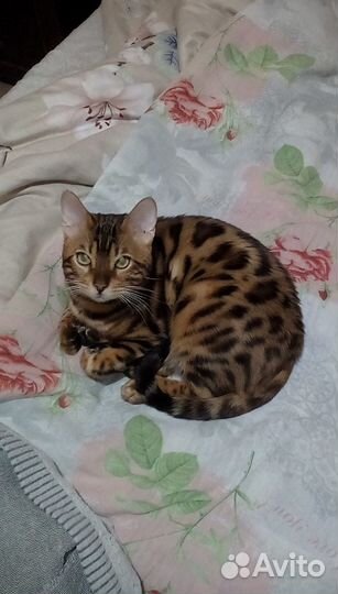 Бенгальский кот вязка