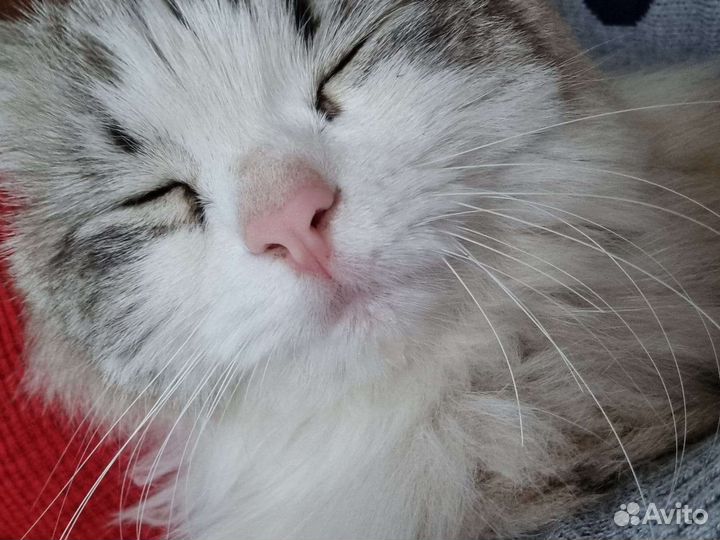 Кошка в добрые ручки бесплатно