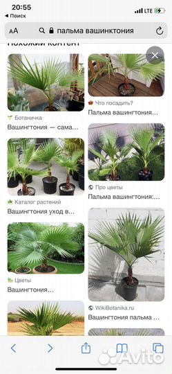 Пальма вашинктония