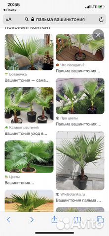 Пальма вашинктония