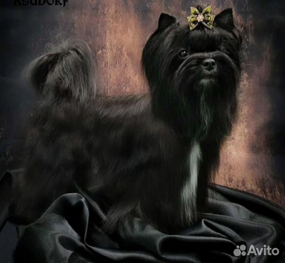 Черные йорки