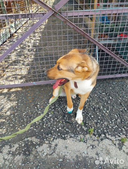 Есть только приютский вольер