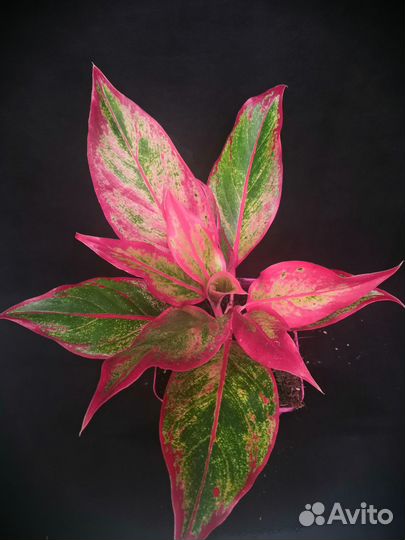Аглаонема Крит флейм высота растений 15-25