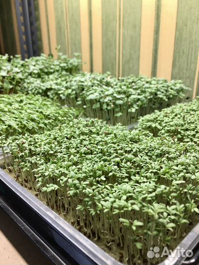 Микрозелень Тамбов