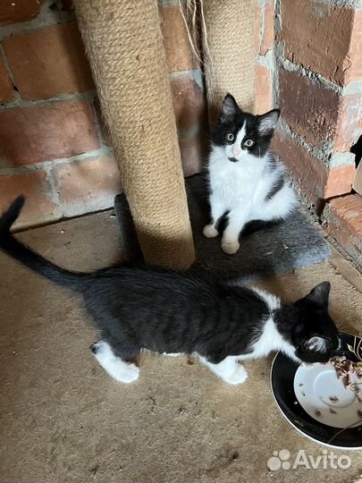 Котята в добрые руки даром девочка