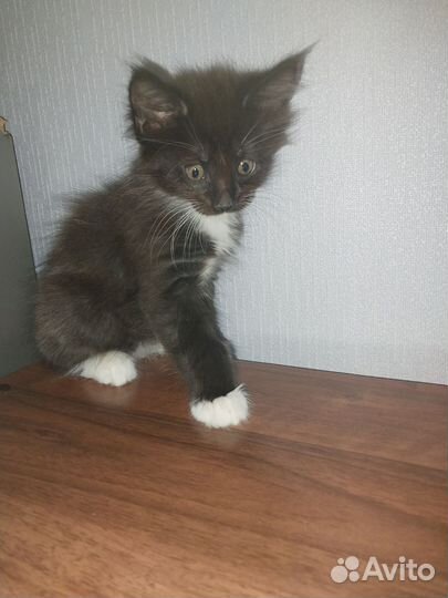 Котята мейн-кун