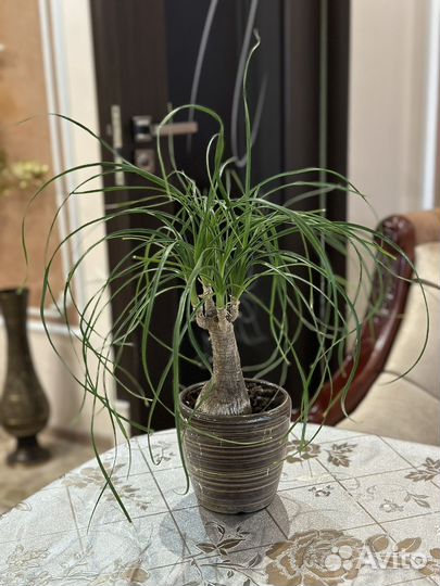 Нолина (бокарнея) бутылочное дерево