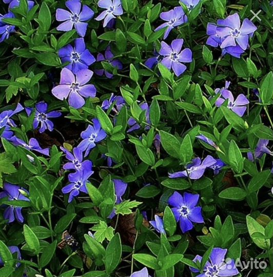 Цветы для сада