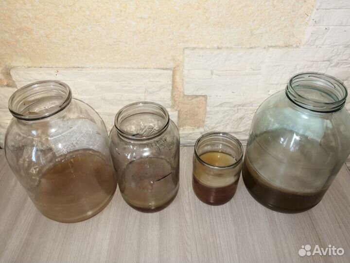 Чайный гриб комбуча