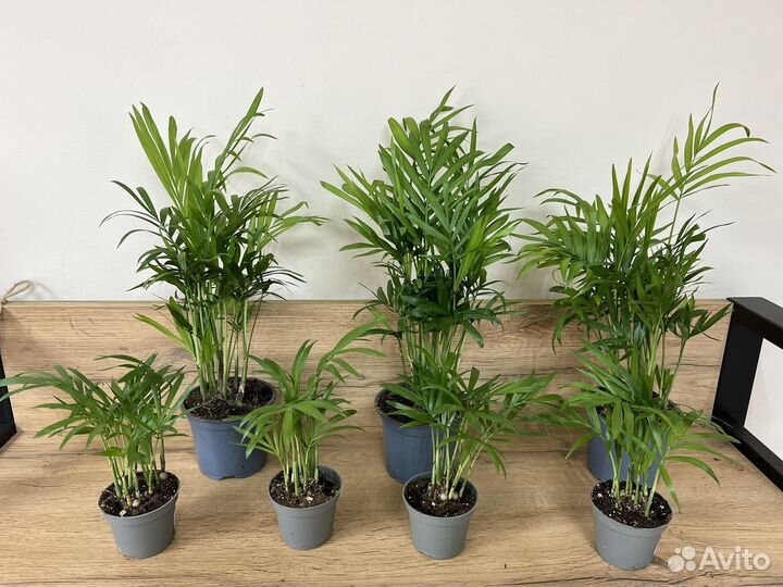 Хамедорея Элеганс. Домашние цветы