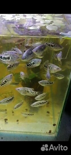 Гурами мраморный