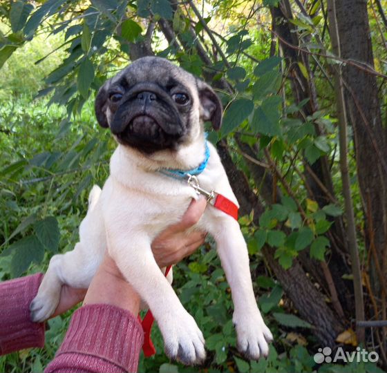 Подрощеные щенки мопса