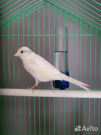 Кенара и канарейки