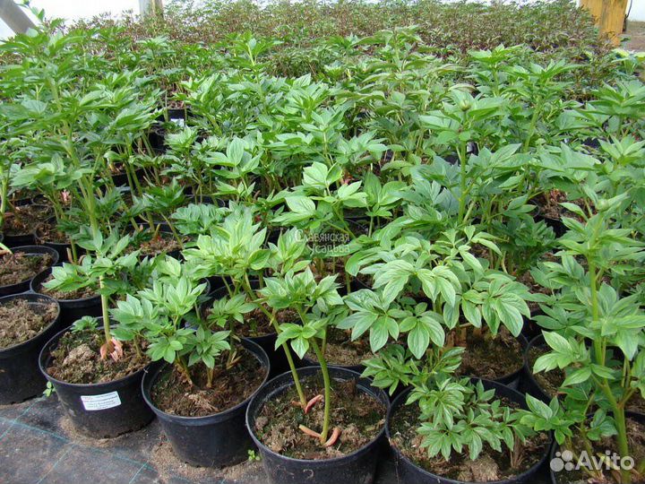 Пион белый Сорт бульданеж