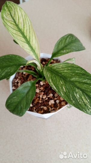 Спатифилум сенсация вариегатная