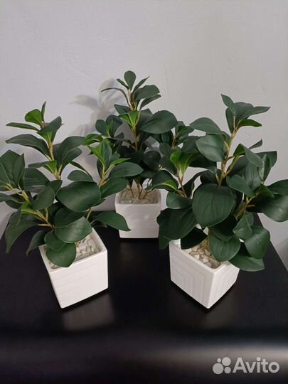 Куст зелени в кашпо