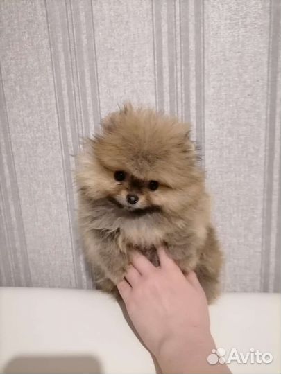 Продаются щенки померанского шпица
