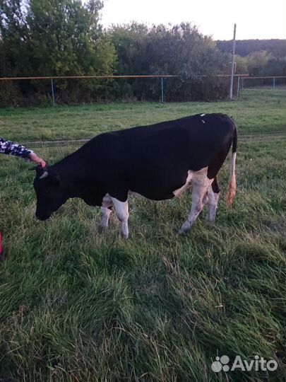 Стельная телочка