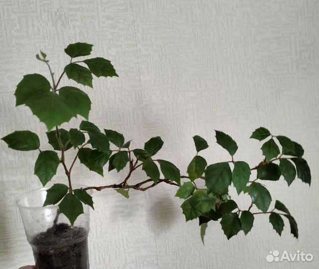 Циссус, ирезине