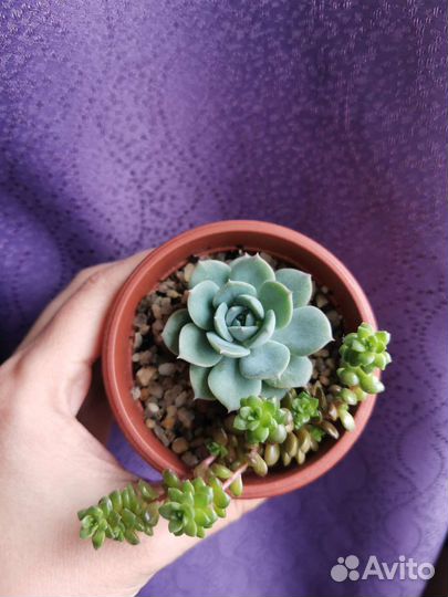 Мини садики из суккулентов, в наличии
