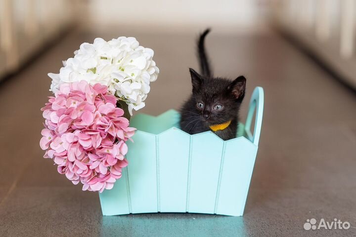 Черный котенок мальчик в добрые руки