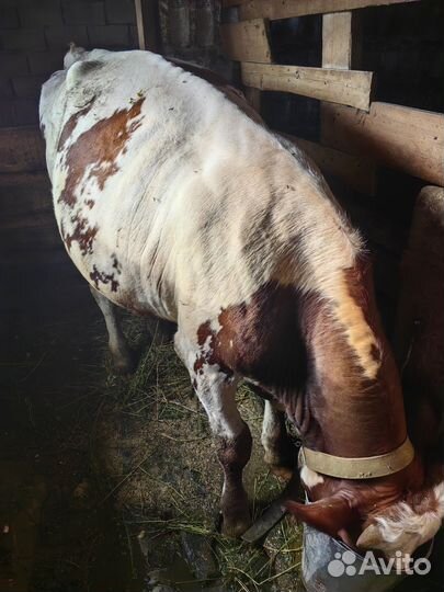 Бык на мясо