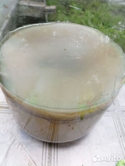 Чайный гриб