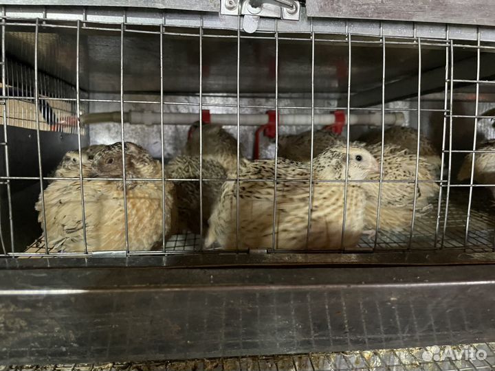 Продам перепелов