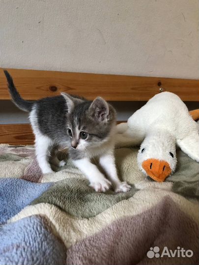 Котенок в добрые руки