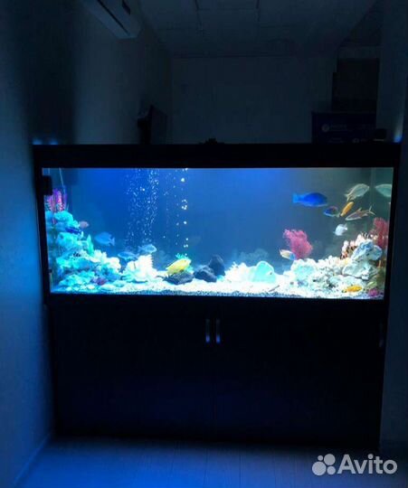 Чистка аквариума, оформление, обслуживание