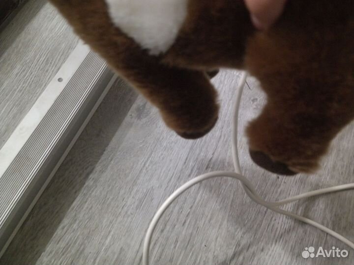 Шетландский пони