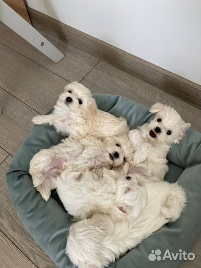 Щенки мальтезе