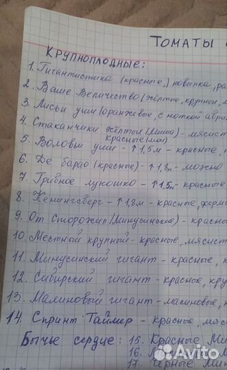 Рассада помидор