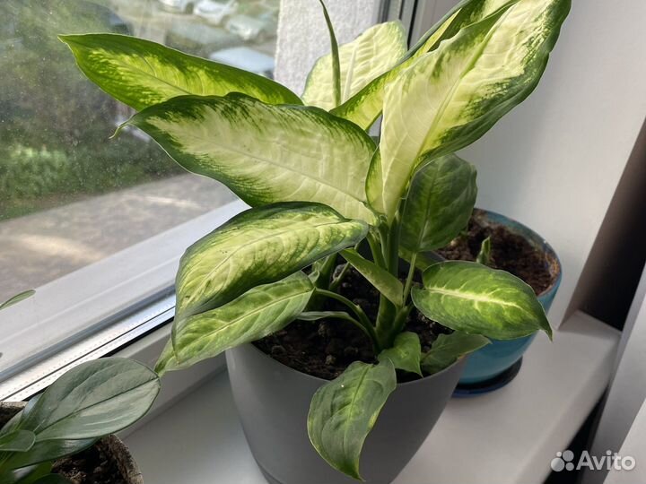 Диффенбахия