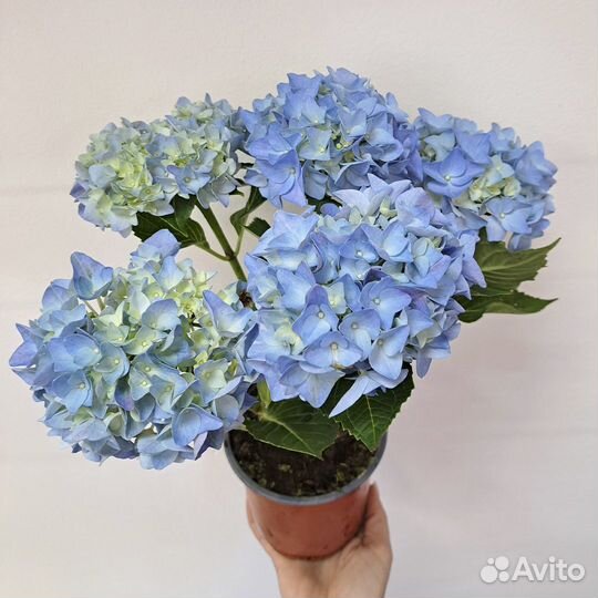 Гортензия в горшке