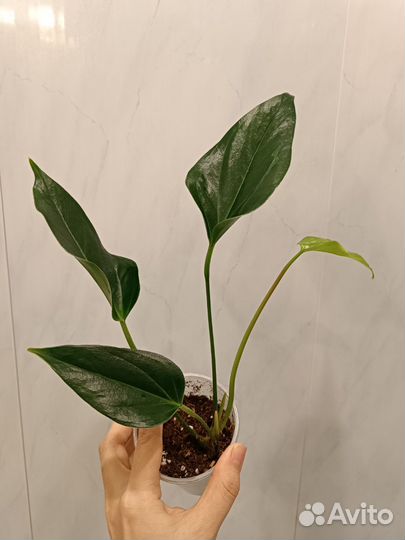 Антуриум Сирано