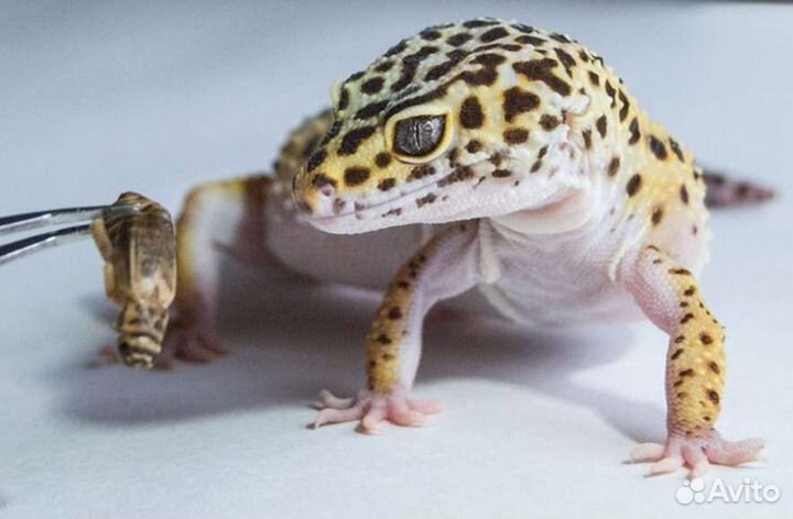 Сверчки живые