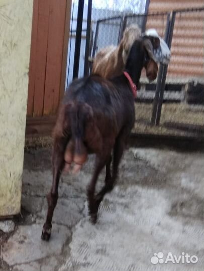 Коза дойная камори