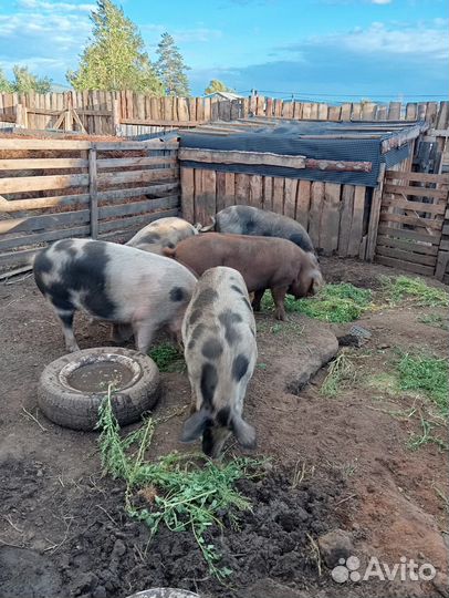 Домашние животные свиньи