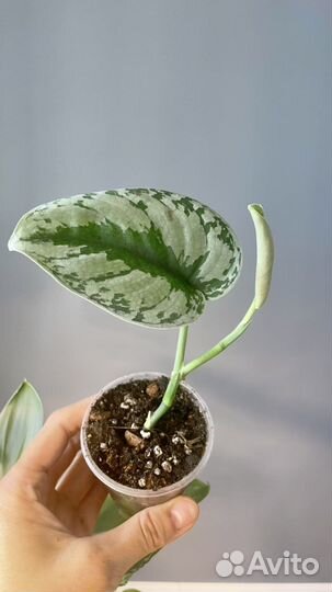 Сциндапсус комнатные растения