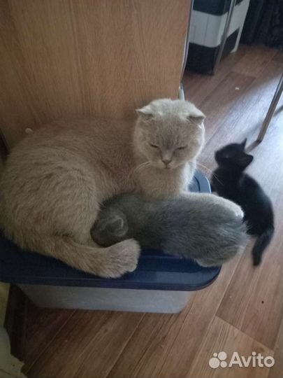 Кошка в дар