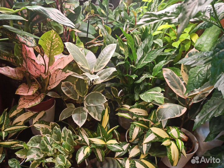 Комнатные растения