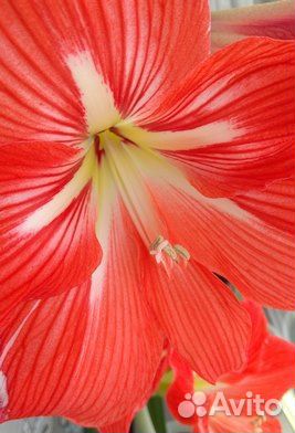 Амарилис, Орхидея. Замиокулькас