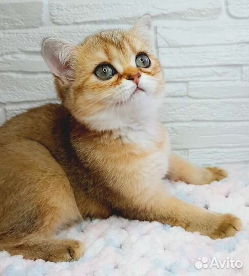 Котята шотландские