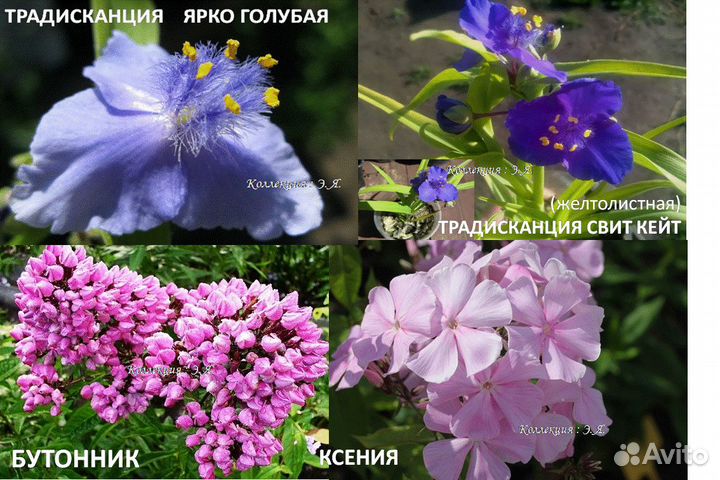 Флоксы, Ромашки, Красивоцветущие (Часть 2) Почтой