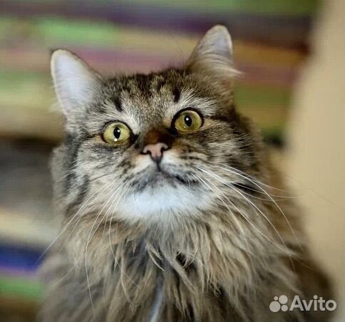 Кошка пушистая в добрые руки