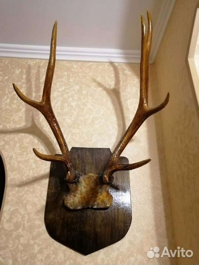 Продам рога марала