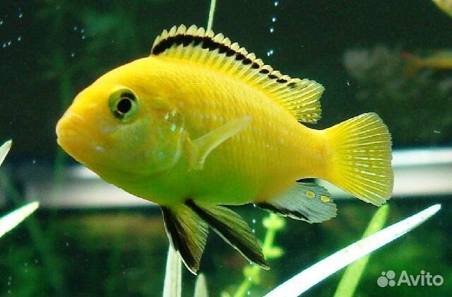 Малавийские цихлиды