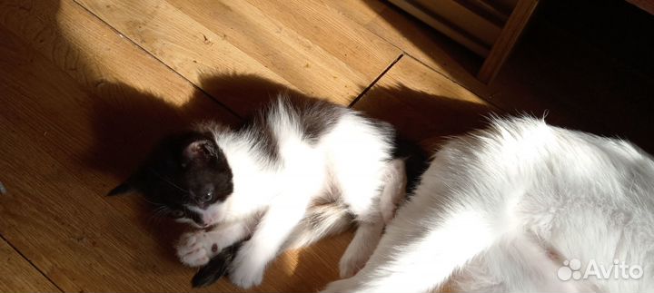 Котенок девочка